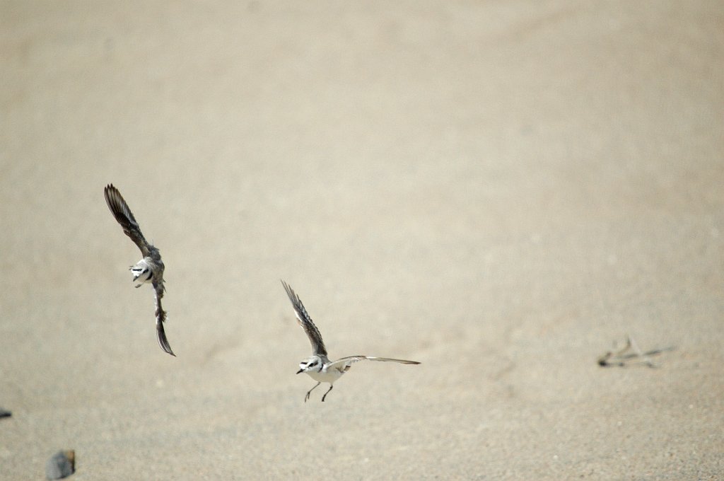 Plover, Snowy, 2005-06122433 Rancho Guadalupe Dunes State Preserve, CA.jpg